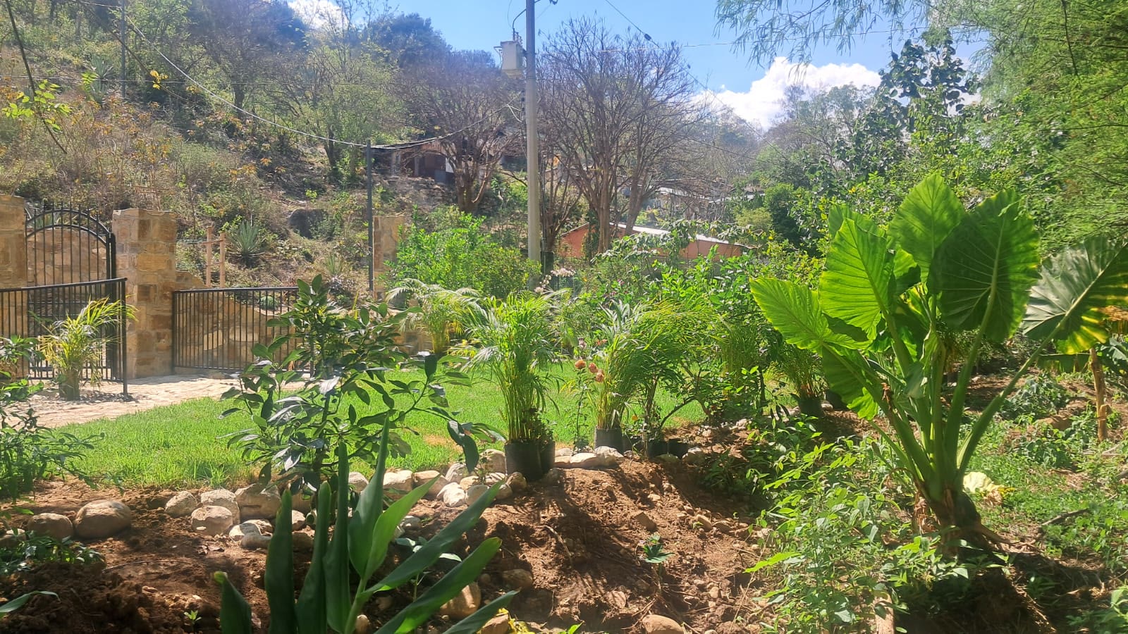 Jardín tropical de flores con palmeras y bordes de piedra